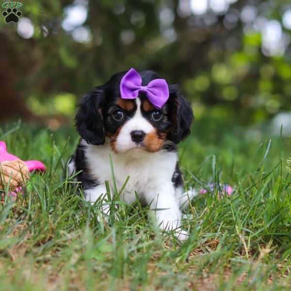 Ember, Cavalier King Charles Spaniel Puppy