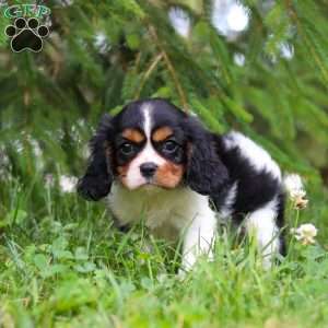 Ember, Cavalier King Charles Spaniel Puppy