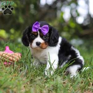 Ember, Cavalier King Charles Spaniel Puppy