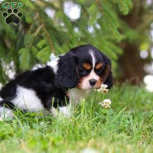 Ember, Cavalier King Charles Spaniel Puppy