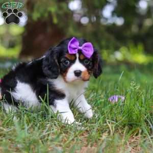 Ember, Cavalier King Charles Spaniel Puppy