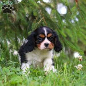Ember, Cavalier King Charles Spaniel Puppy