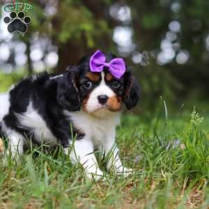 Ember, Cavalier King Charles Spaniel Puppy