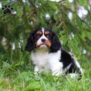 Ember, Cavalier King Charles Spaniel Puppy
