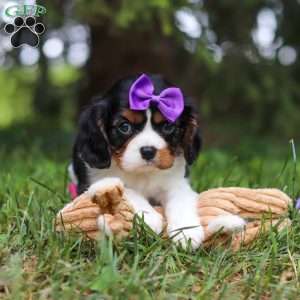 Ember, Cavalier King Charles Spaniel Puppy