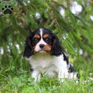 Ember, Cavalier King Charles Spaniel Puppy