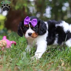 Ember, Cavalier King Charles Spaniel Puppy