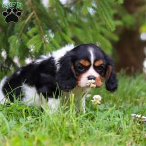 Ember, Cavalier King Charles Spaniel Puppy