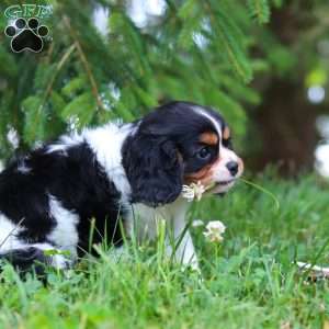 Ember, Cavalier King Charles Spaniel Puppy