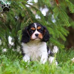 Ember, Cavalier King Charles Spaniel Puppy
