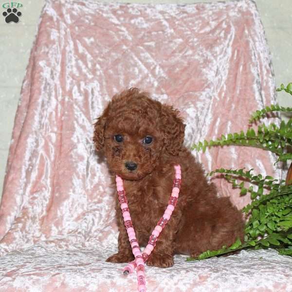 Ember, Toy Poodle Puppy