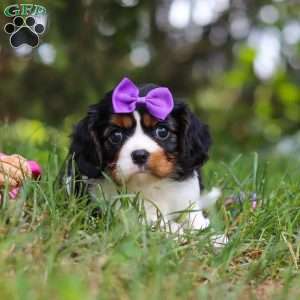 Ember, Cavalier King Charles Spaniel Puppy
