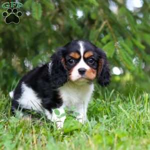 Ember, Cavalier King Charles Spaniel Puppy