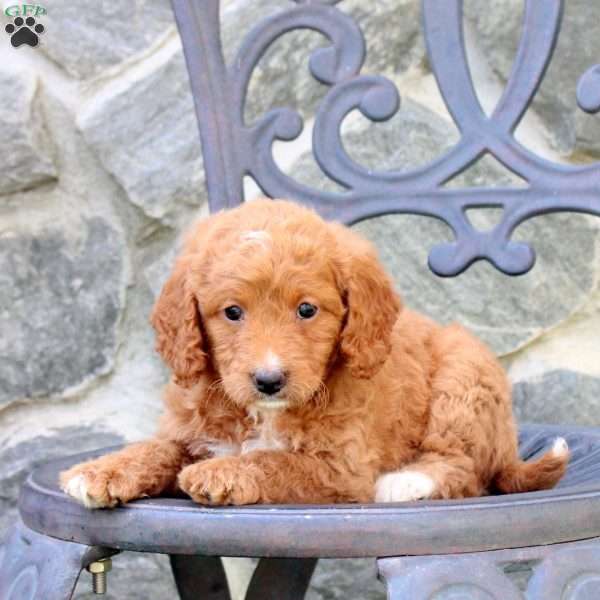 Emily, Mini Labradoodle Puppy