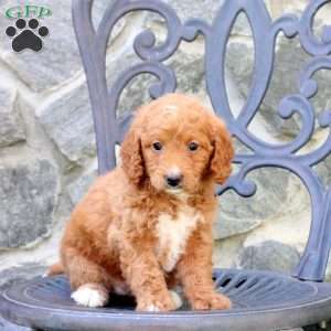 Emily, Mini Labradoodle Puppy