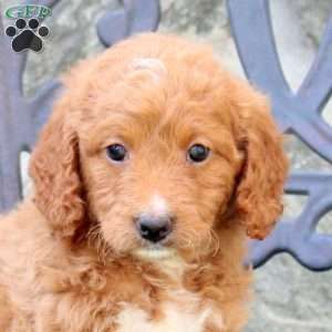 Emily, Mini Labradoodle Puppy