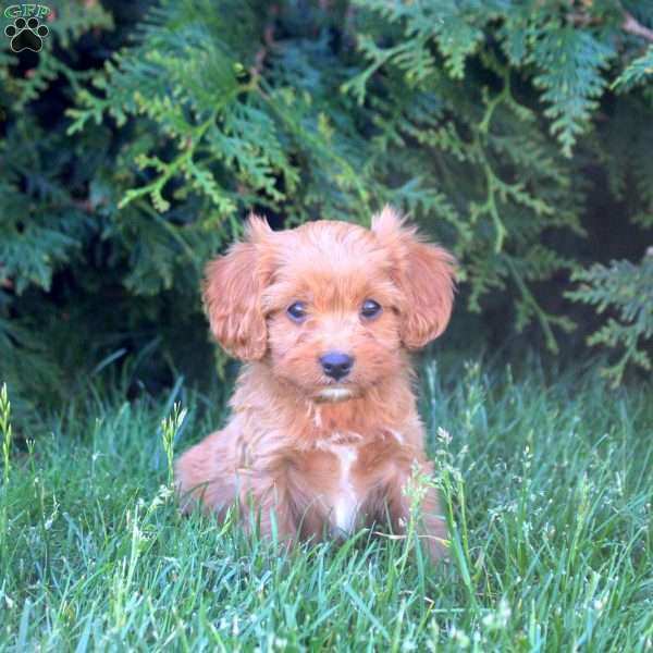 Emma, Cavapoo Puppy