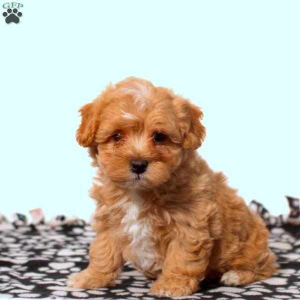 Emma, Maltipoo Puppy