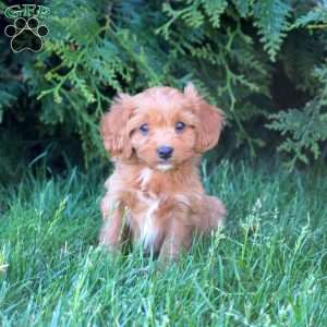 Emma, Cavapoo Puppy