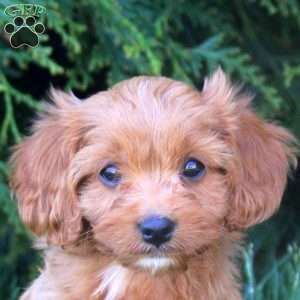 Emma, Cavapoo Puppy