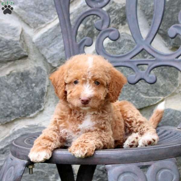 Emmett, Mini Labradoodle Puppy