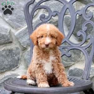 Emmett, Mini Labradoodle Puppy
