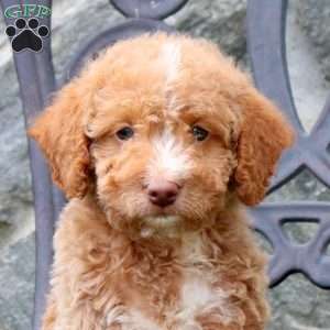 Emmett, Mini Labradoodle Puppy