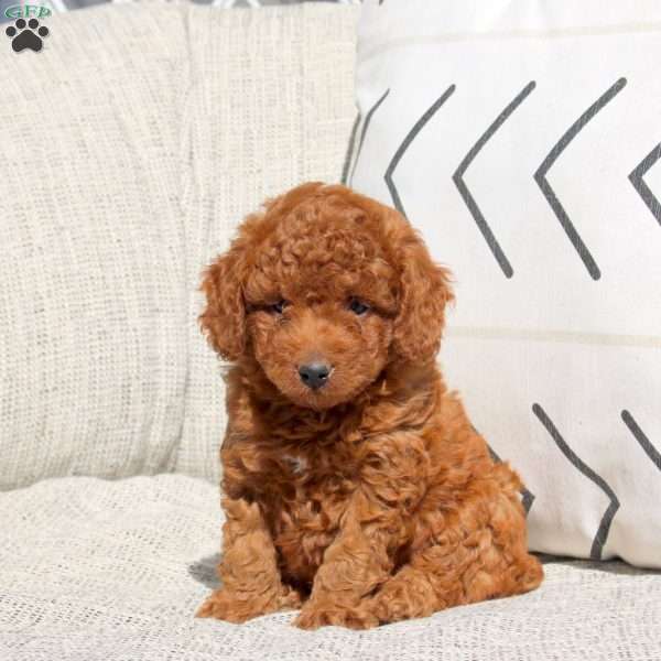 Emmy, Miniature Poodle Puppy