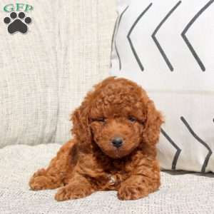 Emmy, Miniature Poodle Puppy