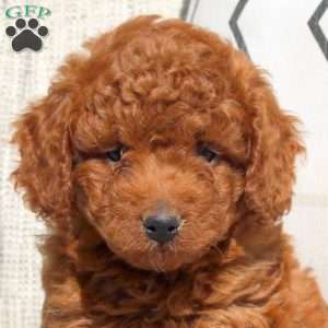 Emmy, Miniature Poodle Puppy
