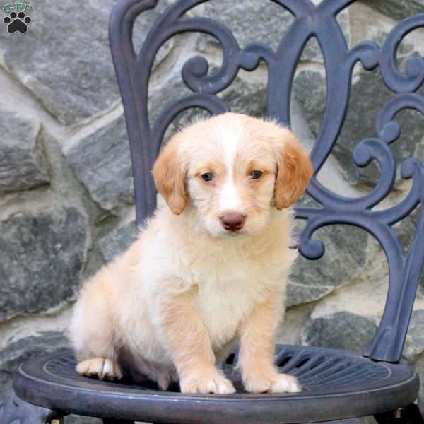 Eric, Mini Labradoodle Puppy