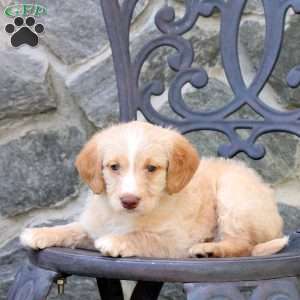 Eric, Mini Labradoodle Puppy