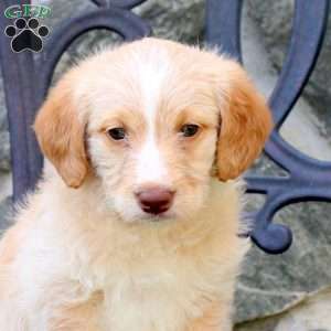 Eric, Mini Labradoodle Puppy