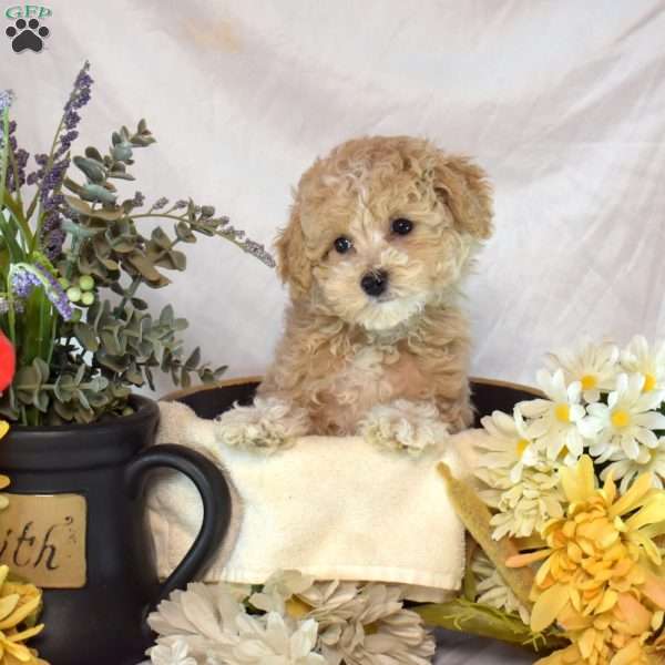 Ernie, Bich-Poo Puppy