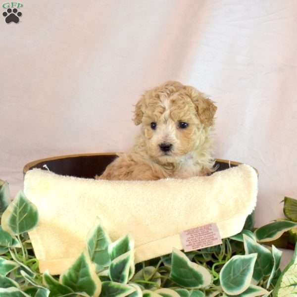 Ernie, Bich-Poo Puppy