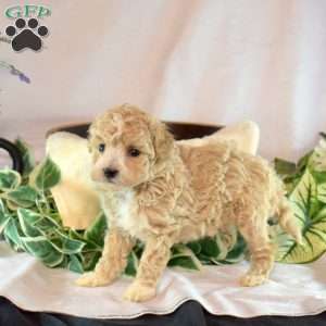 Ernie, Bich-Poo Puppy