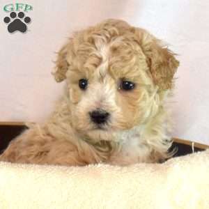 Ernie, Bich-Poo Puppy