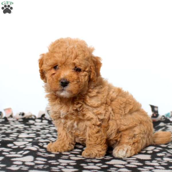 Evan, Maltipoo Puppy