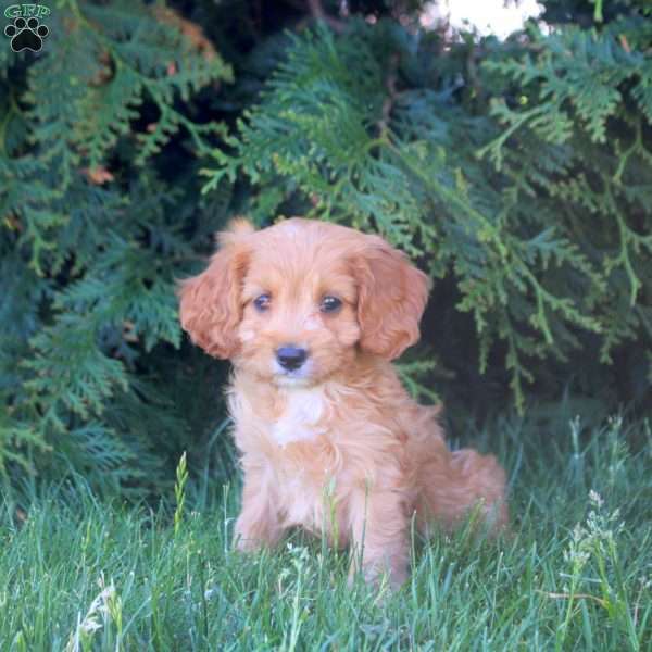 Evan, Cavapoo Puppy