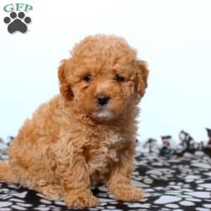 Evan, Maltipoo Puppy