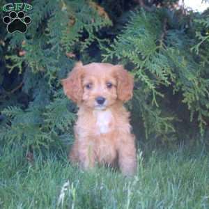 Evan, Cavapoo Puppy