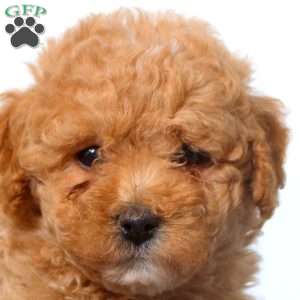 Evan, Maltipoo Puppy