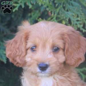 Evan, Cavapoo Puppy