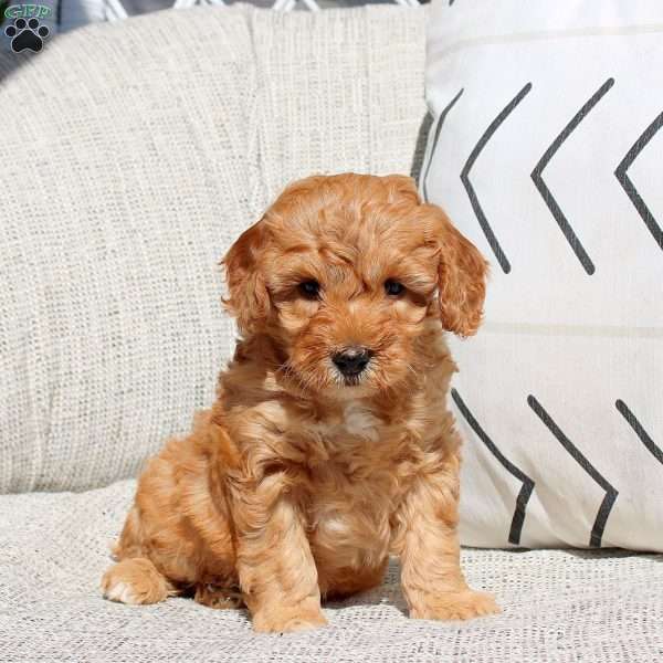 Evelyn, Miniature Poodle Puppy