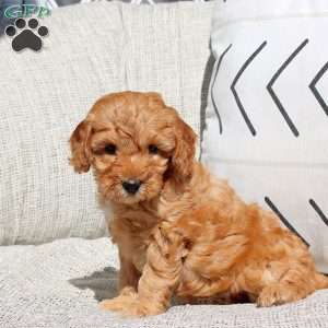 Evelyn, Miniature Poodle Puppy