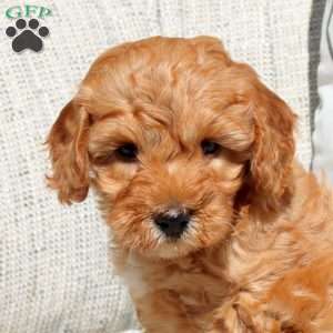 Evelyn, Miniature Poodle Puppy