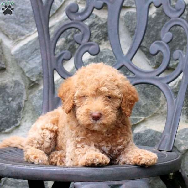 Everest, Mini Labradoodle Puppy