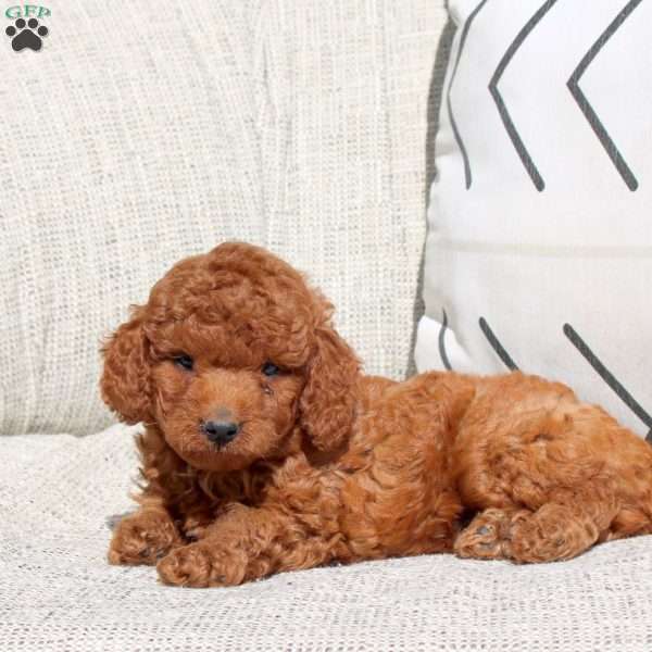 Everest, Miniature Poodle Puppy