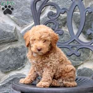 Everest, Mini Labradoodle Puppy
