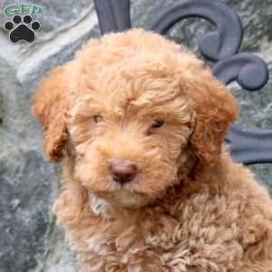 Everest, Mini Labradoodle Puppy